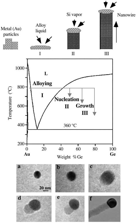 Schematic Illustration Of Vapor Liquid Solid Nanowire Growth Download Scientific Diagram