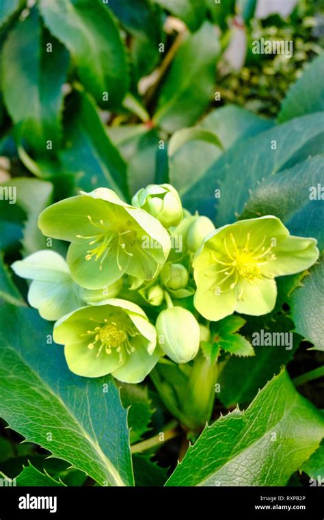 Green Flowered Hellebores Helleborus Viridis Blooming In Early Spring