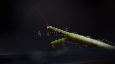 Close Up Photo Of A Green Praying Mantis Preying Mantis After The Rain