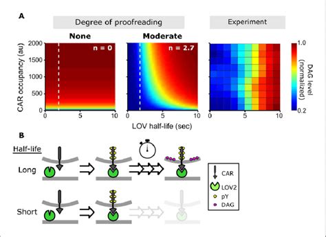 A Kinetic Proofreading Model Best Explains T Cell Signaling A Models