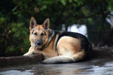 Common Issues With German Shepherds Back Legs And Solutions