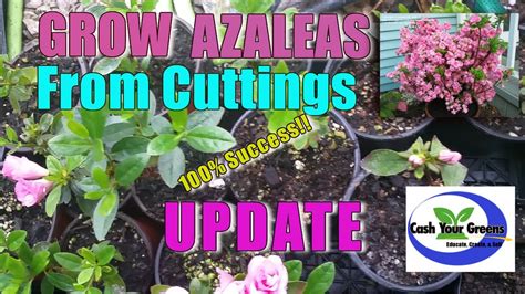 Growing Azaleas From Cuttings Update 🌺🌺 Youtube