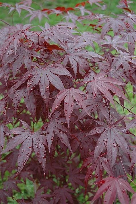 Emperor I Japanese Maple Acer Palmatum Wolff At Weston Nurseries Artofit