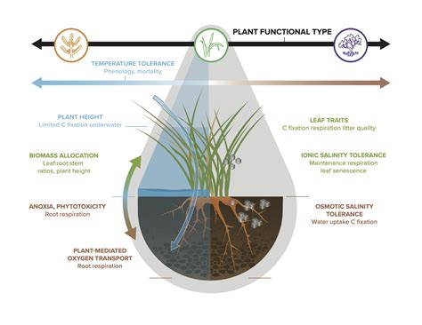 A Roadmap For Improving Models Of Coastal Wetland Vegetation