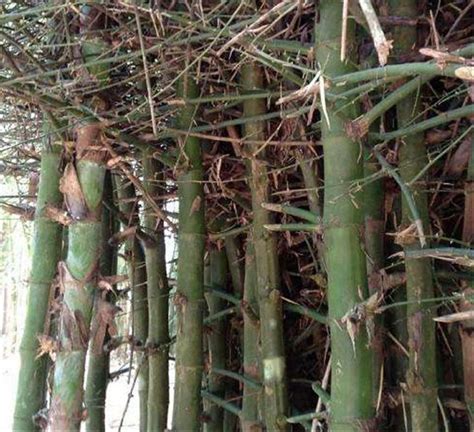 Bambusa Bambos Seeds Spiny Bamboo Indian Thorny Bamboo Etsy