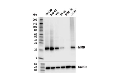 Mmd E4u4g Rabbit Mab Cell Signaling Technology