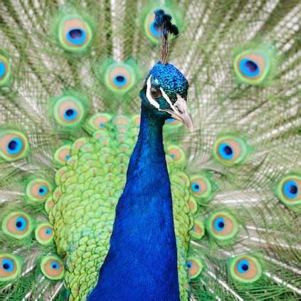 Peacock | The Zoo Society