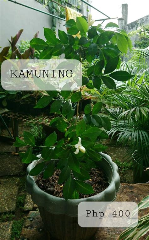 Kamuning (plant), Furniture & Home Living, Gardening, Plants & Seeds on ...