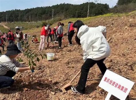 重庆国企青年开展“同植清廉树·共树清廉风”活动 新重庆客户端