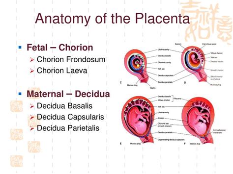 Ppt Fetal Membranes Placenta And Twinning Powerpoint Presentation