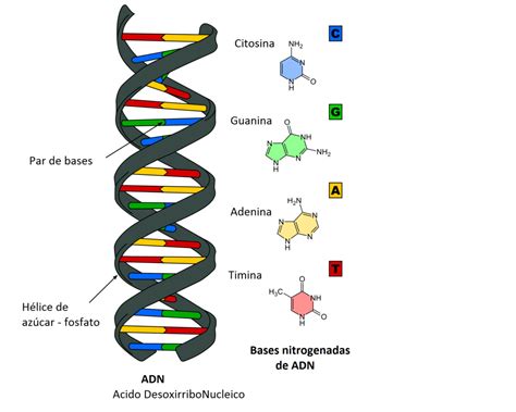 El Adn Es Un Acido Dinami