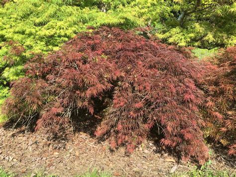 Red Select Advanced Japanese Maple Raraflora