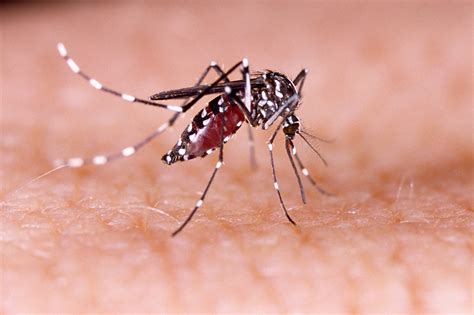 Plusieurs cas de dengue certains autochtones enregistrés autour de