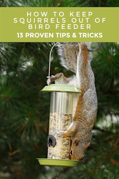 How To Keep Squirrels Out Of Bird Feeder 13 Proven Tips And Tricks