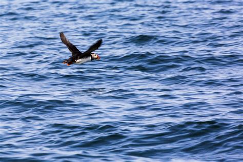 The Comeback Kid: The Atlantic Puffins of Maine — Animalia Podcast