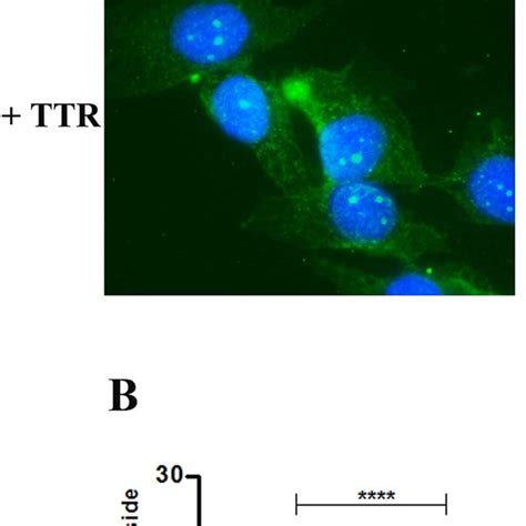 Permeability Of Hcmec D3 Cells To Ttr A Hcmec D3 Cells Internalize Download Scientific