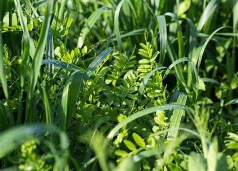 Best Cover Crops For Your Garden