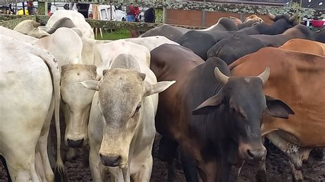 Feira De Gado Capoeiras Pe Youtube