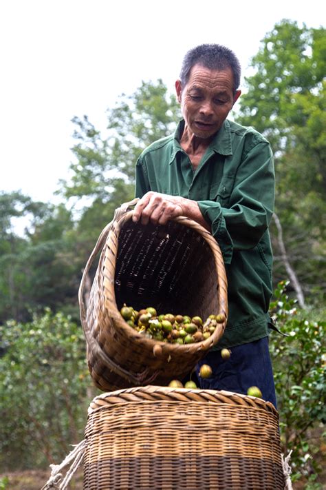 我为家乡的齐云山高油酸山茶油打call 经济林