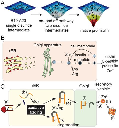 Evolution Of Insulin At The Edge Of Foldability And Its Medical