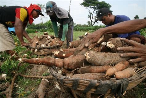 Harga Jual Anjlok Petani Singkong Di Lampung Resah Republika Online