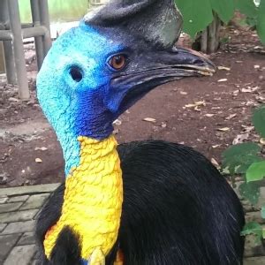 Northern cassowary - Facts, Diet, Habitat & Pictures on Animalia.bio