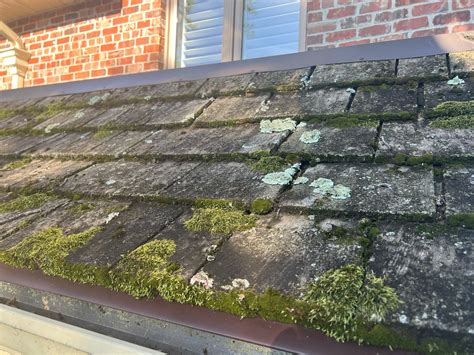10 Surprising Facts About Moss on Roofs and Structures in Ontario