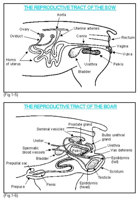 Diagram Female Pig Reproductive System Labeled Fetal Pig Pra