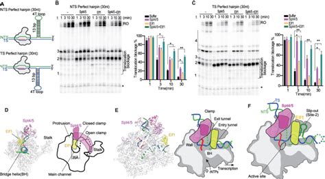 Spt And Elf Inhibit Transcriptional Bypass Of The Slip Out