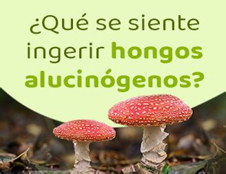 Hongos alucinógenos, todo lo que debes saber.