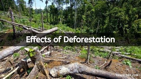 What Is Deforestation Meaning Causes Effects Prevention