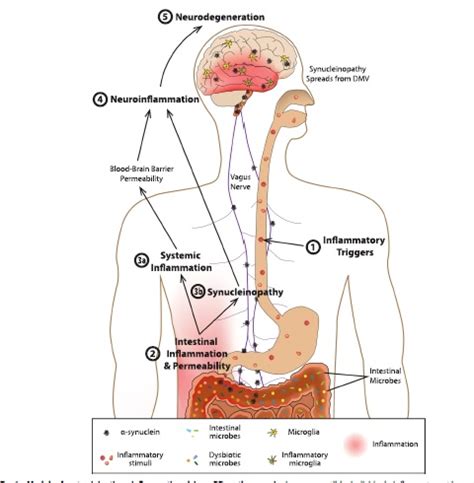 Mg Geraldine Maurer Nutricionista Cl Nica Microbiota Y Medicina