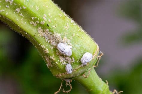 Cómo eliminar la cochinilla algodonosa de tus plantas Mejor con Salud