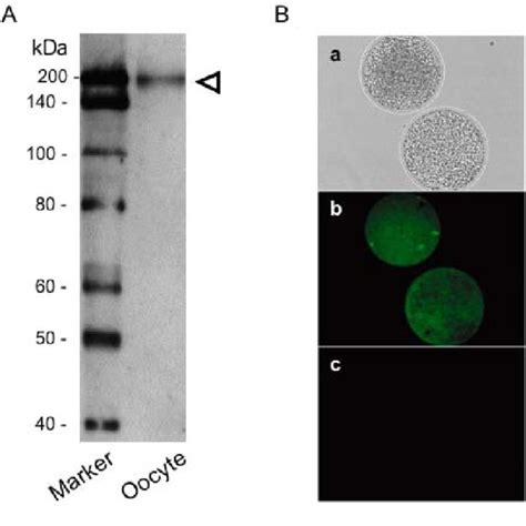 Western Blotting And Immunofluorescence Of Pgp In The GV Oocyte A