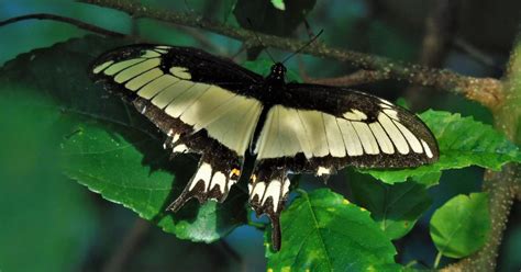 Borboleta Cauda De Andorinha 256850 Biofaces Bring Nature Closer