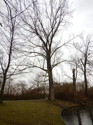 Peuplier Du Canada Inventaire Du Patrimoine Naturel