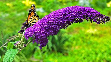 Plantas Con Flores Altas Para Un Jardín Que Se Haga Notar Mejor Con Salud