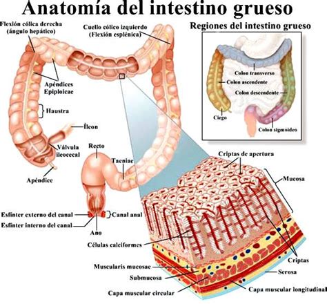 Intestino Grueso O Craso Partes Y Funciones Sistema Digestivo