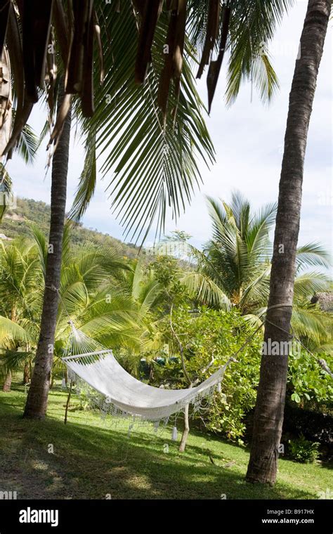 Hammock Under The Palm Trees Hi Res Stock Photography And Images Alamy