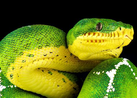 6 Pics Emerald Tree Boa Facts For Kids And View - Alqu Blog