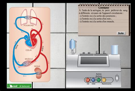 La Circulation Sanguine Cours De Svt Me Vive Les Svt Les