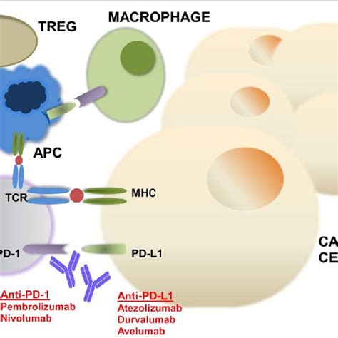 Pd Pd L Mechanism