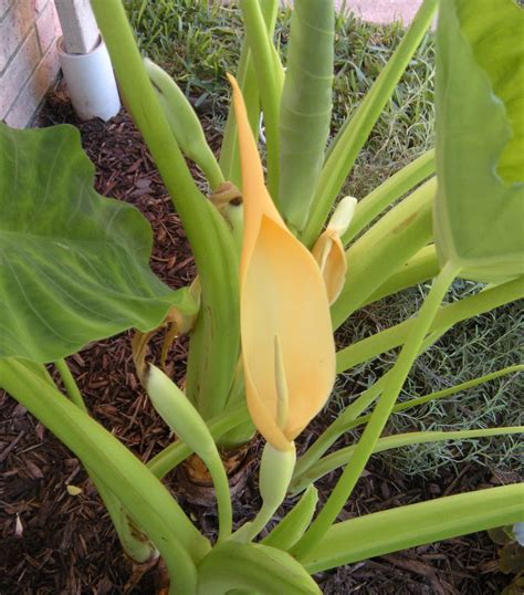 Elephant Ear Flower All Questions Answered Plants Craze