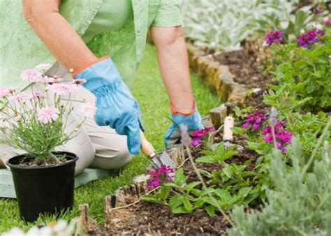 Growing Bluebeard Plant Simple And Delightful Guide