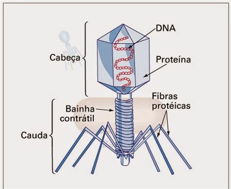 Nota No Vestibular Estrutura Viral