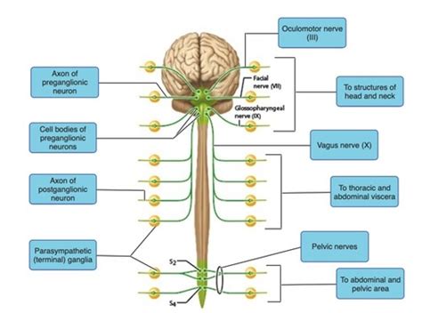 14.3 THE PARASYMPATHETIC NERVOUS SYSTEM Flashcards | Quizlet