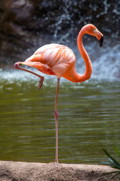 Flamingo Feet Stock Photos Pictures And Royalty Free Images Istock