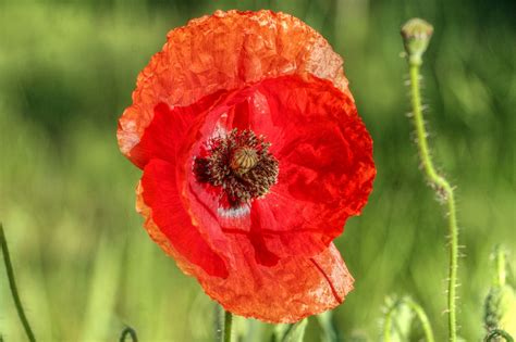 Coquelicot Fleur Le Printemps Photo Gratuite Sur Pixabay Pixabay