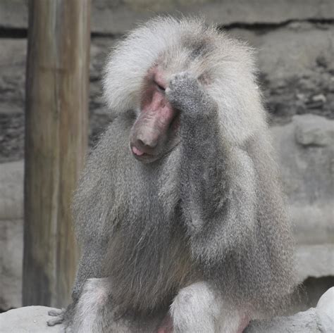 全台動物園「狒狒」大揭秘！桃園主角「東非狒狒」口鼻較長，六福村更擁有超過160隻 Line購物