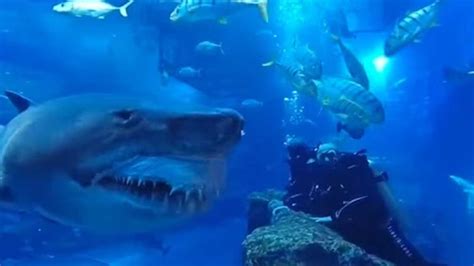 Video Of Divers Close Encounter With Shark Takes Internet By Storm